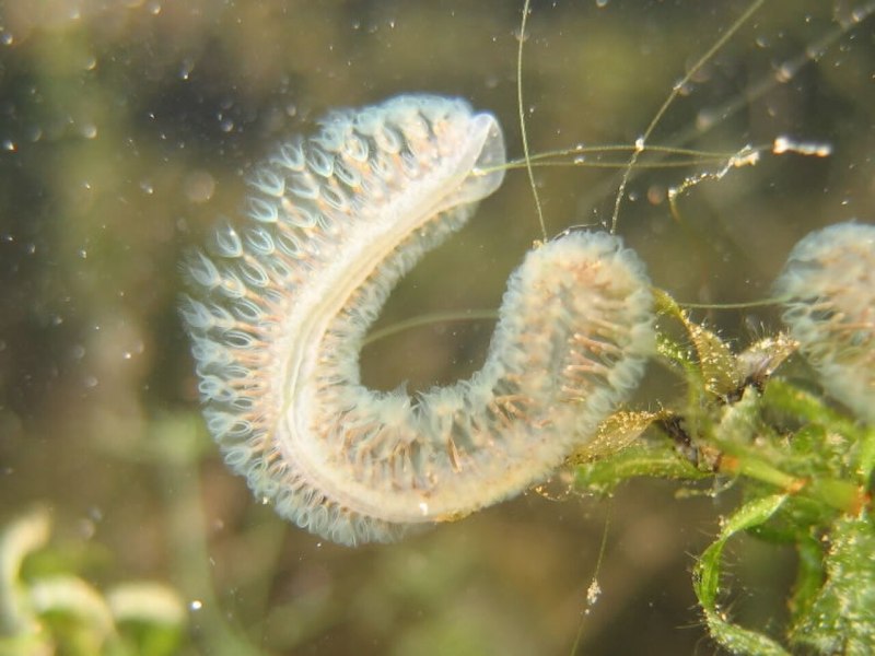 Тип мшанки Bryozoa