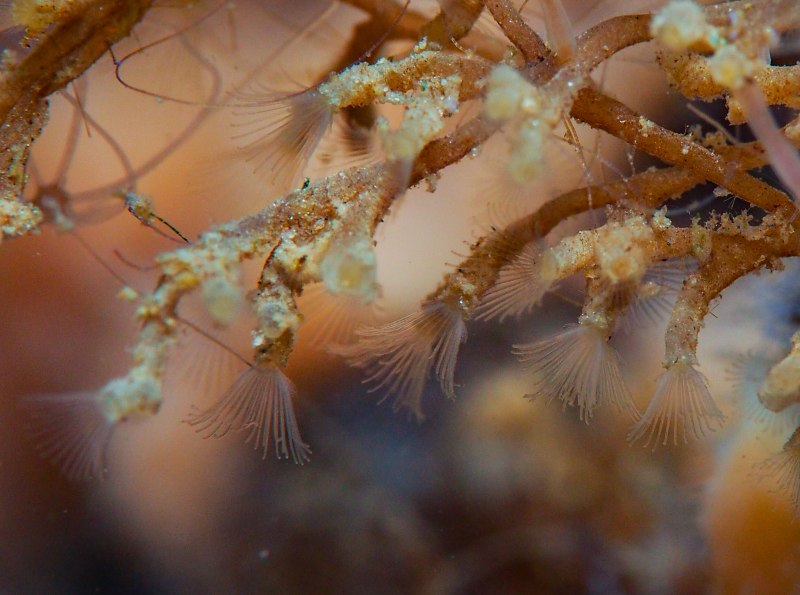 Тип мшанки Bryozoa