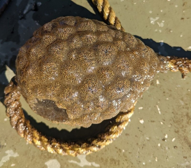 Великолепная Мшанка Pectinatella magnifica