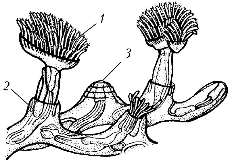 Мшанка Plumatella