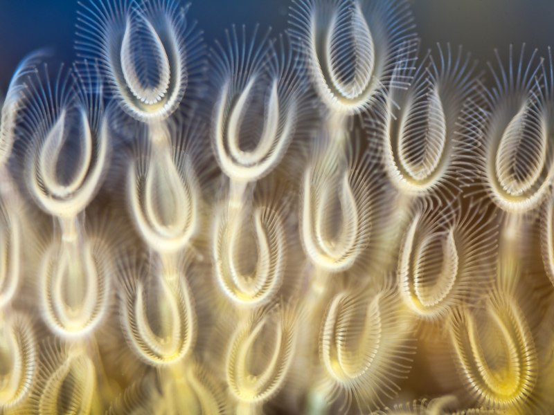 Тип мшанки Bryozoa