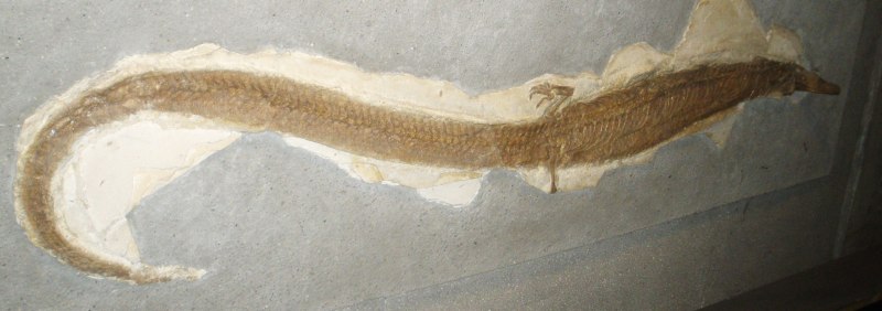 Pleurosaurus