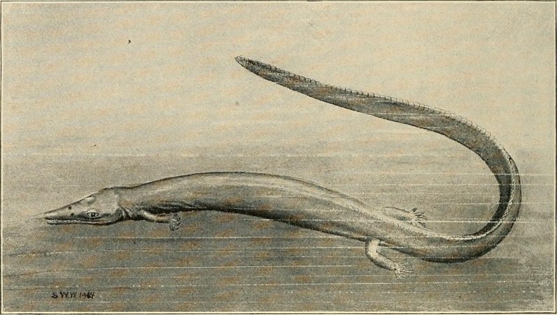 Pleurosaurus Размеры