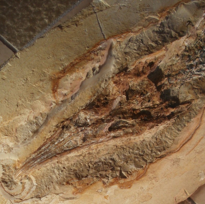 Pleurosaurus