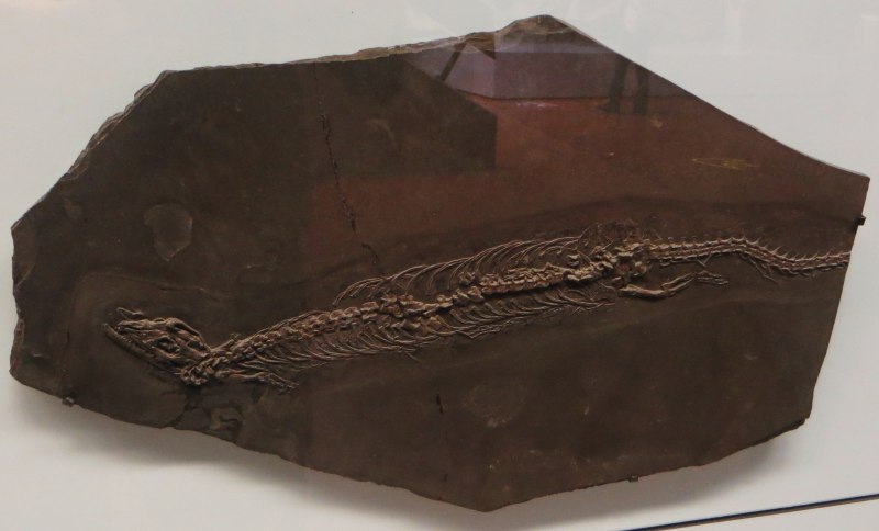 Palaeopleurosaurus
