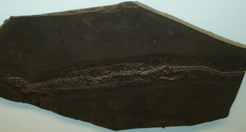 Pleurosaurus