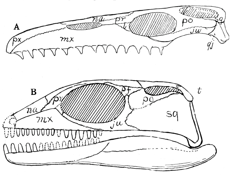 Pleurosaurus Размеры