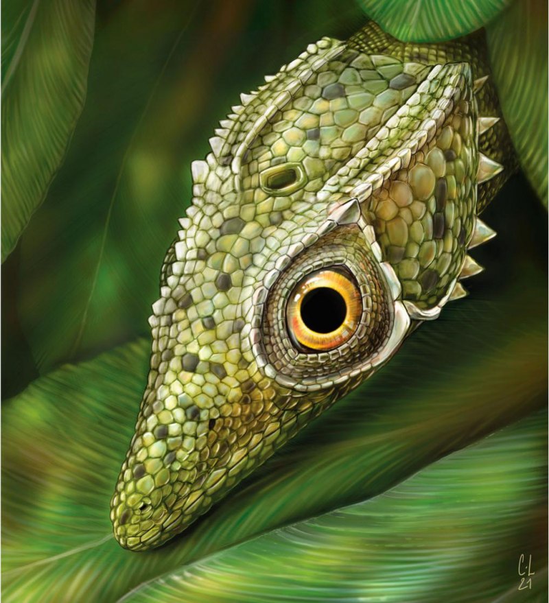 Coelurosauravus elivensis