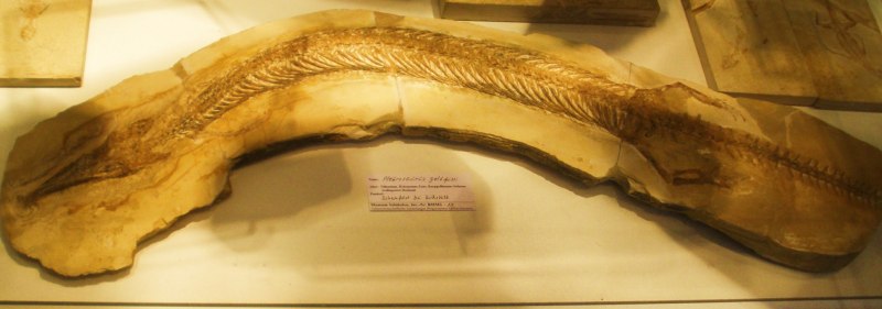 Deanaspis goldfussi
