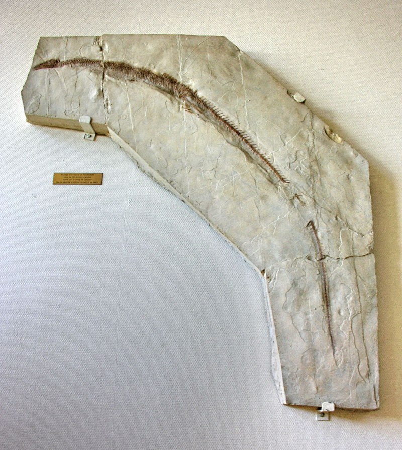 Pleurosaurus