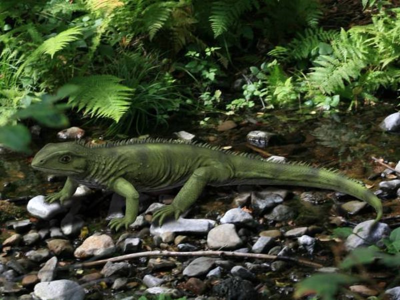 Подкласс lepidosauria