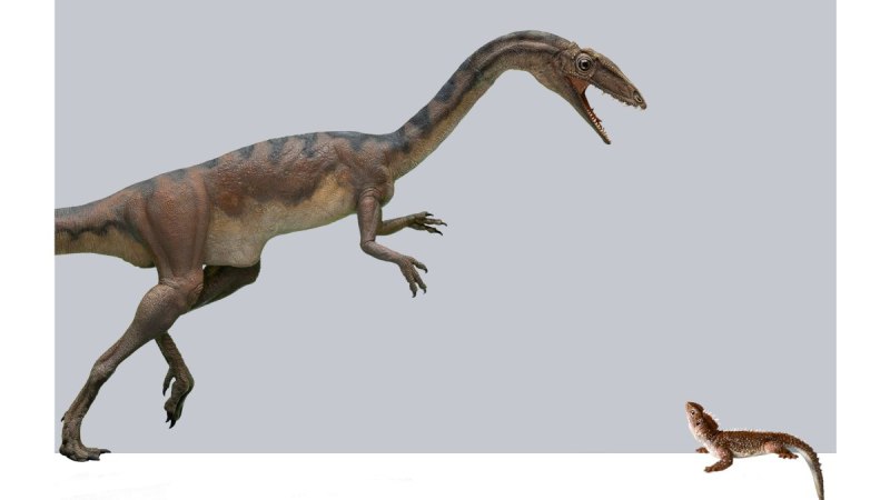 Notatesseraeraptor frickensis