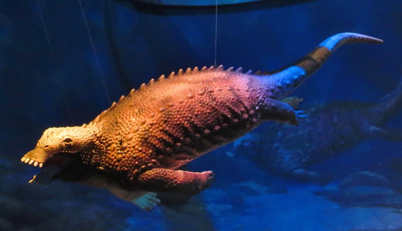Placodus Reconstruction