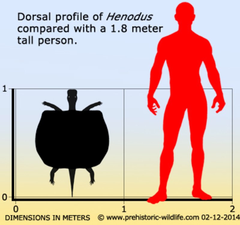 Размер Henodus