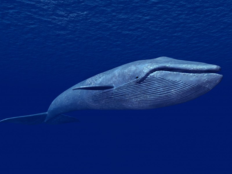 Голубой кит Balaenoptera musculus