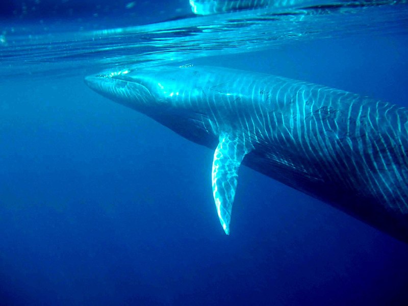 Голубой кит Balaenoptera musculus