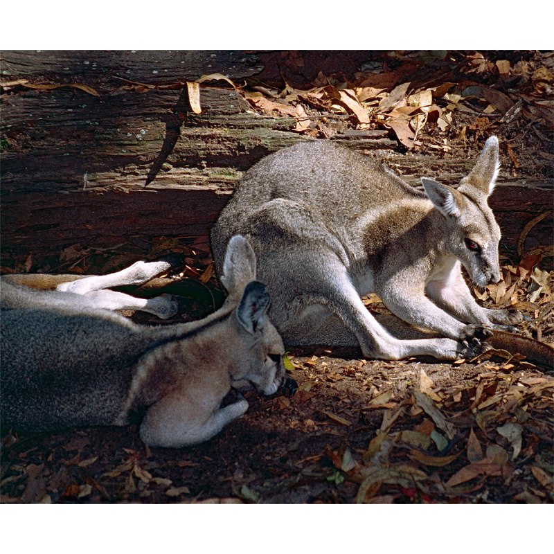 Onychogalea fraenata)