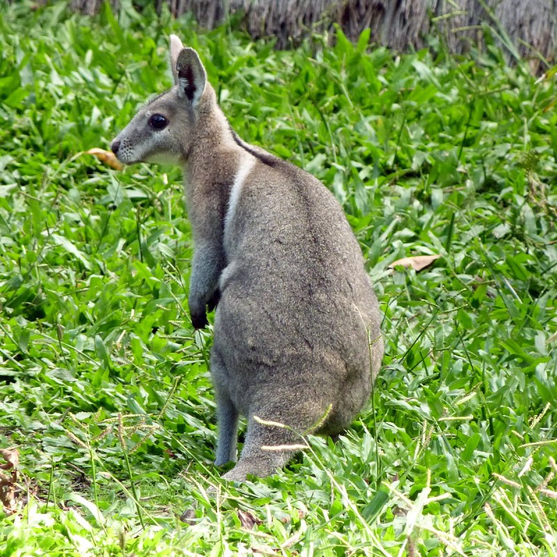Onychogalea fraenata)
