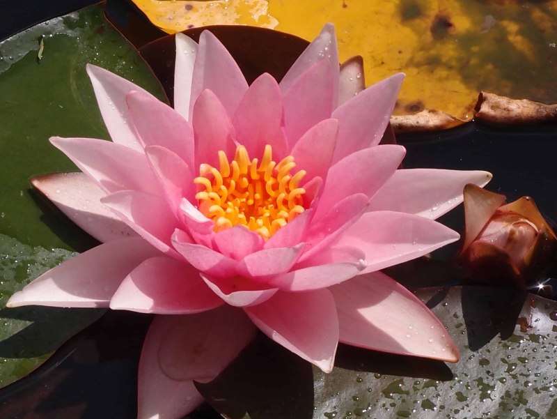 Водяная Лилия/Nymphaea