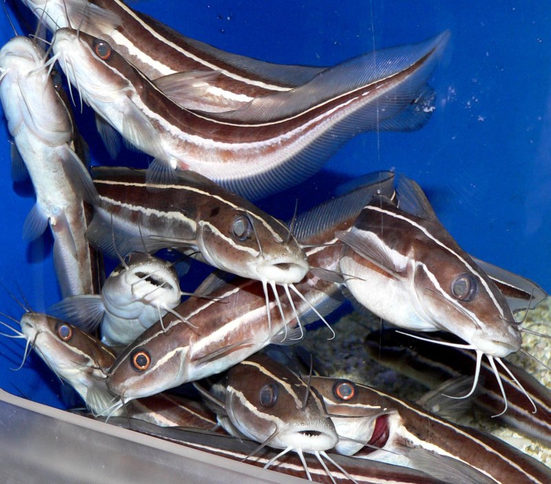 Полосатый сом Plotosus lineatus
