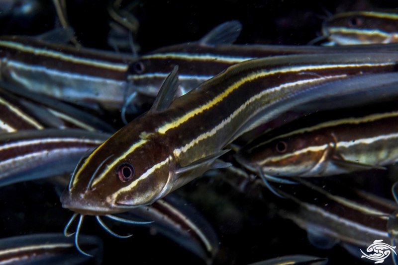 Striped eel Catfish