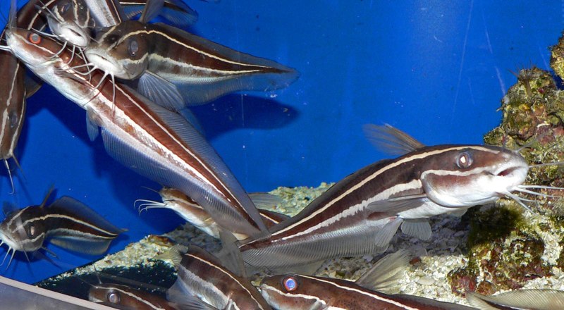 Полосатый сом Plotosus lineatus