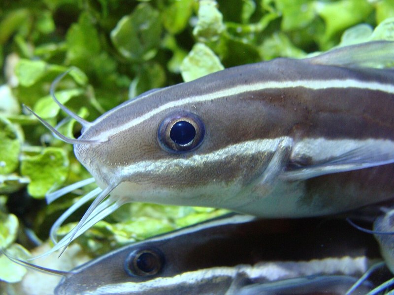 Полосатый сом Plotosus lineatus