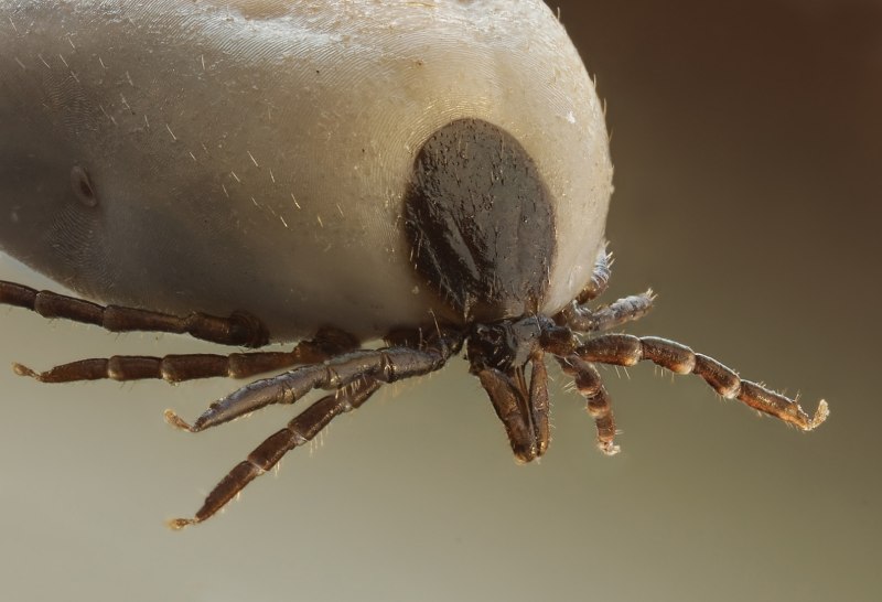 Ixodes Ricinus