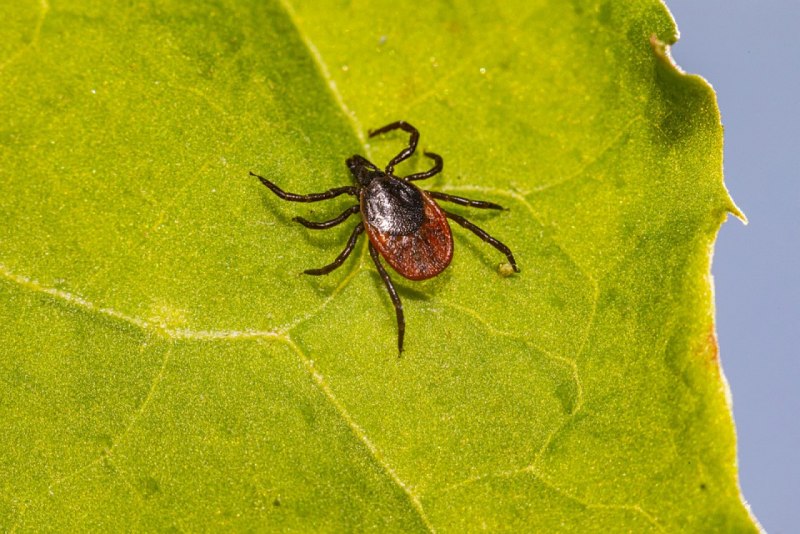 Клещ Ixodes Ricinus
