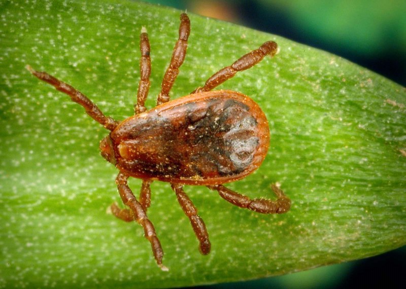 Собачий клещ Rhipicephalus sanguineus