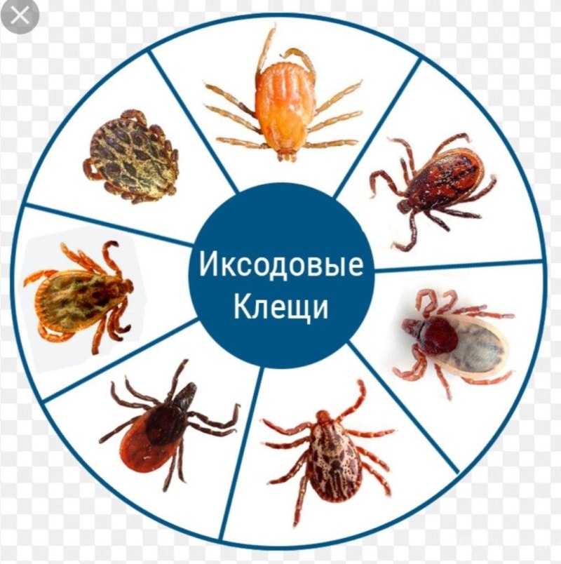 Как выглядит иксодовый клещ