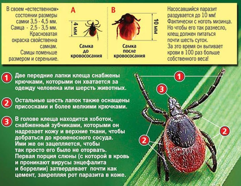 Энцефалитный клещ и клещ