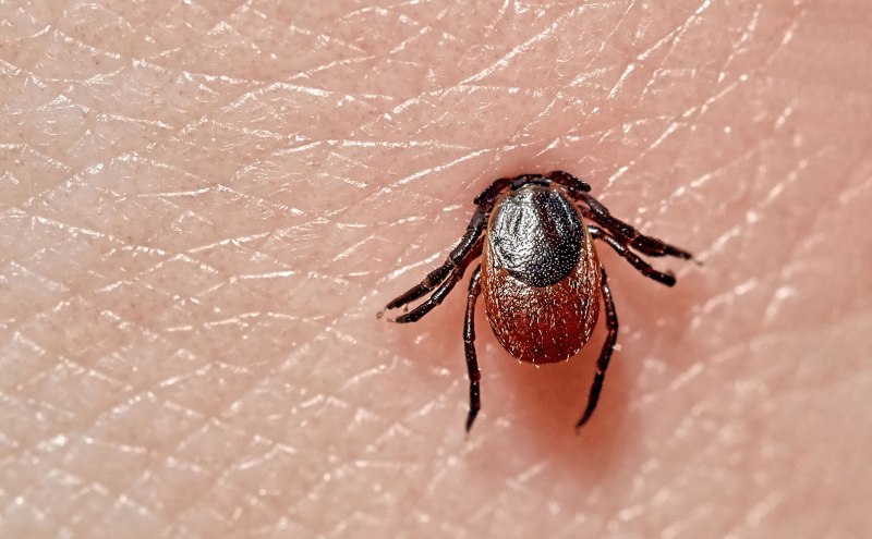 Клещ Ixodes
