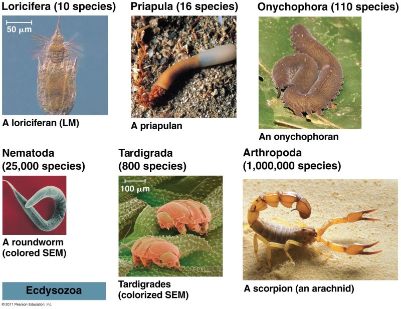 Ecdysozoa гемоцель