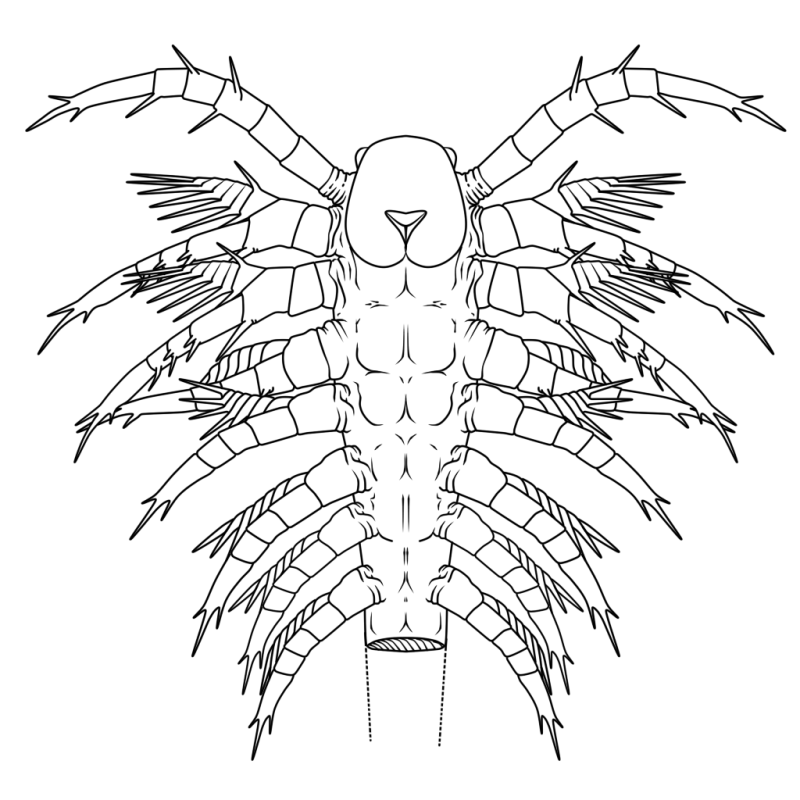 Megalograptus
