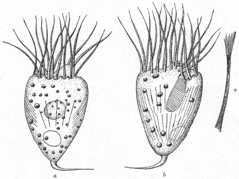 Strombidium gyrans