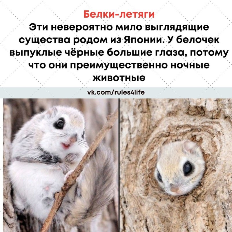 Сибирская белка летяга