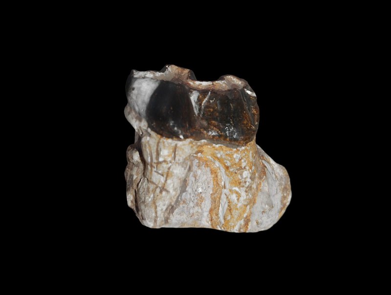 Titanohyrax
