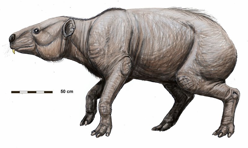 Sinotherium lagrelii