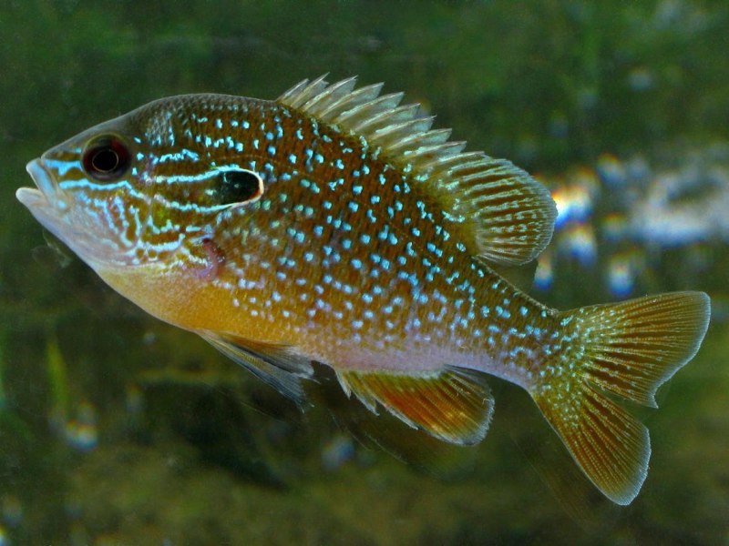 Lepomis megalotis
