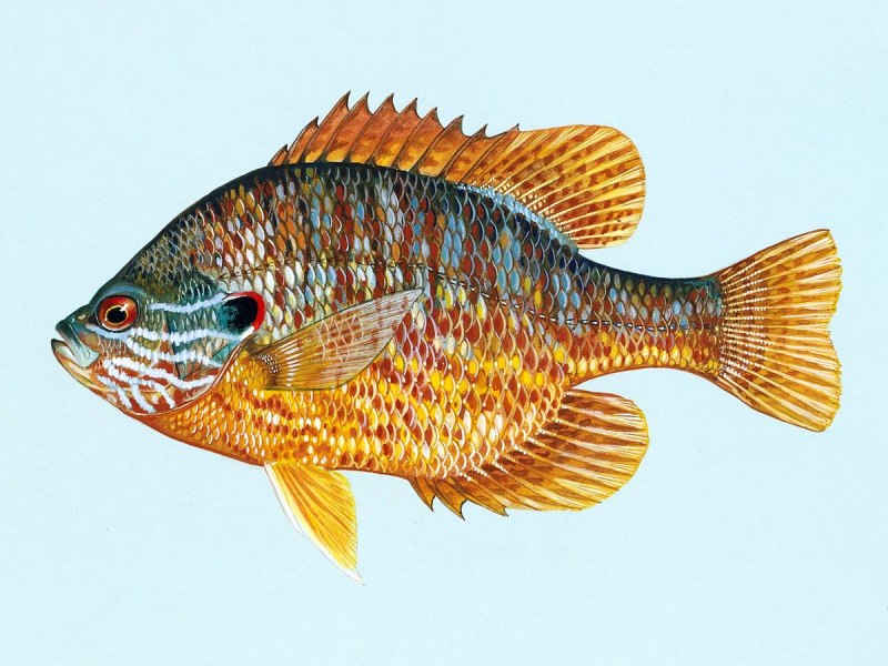 Lepomis macrochirus