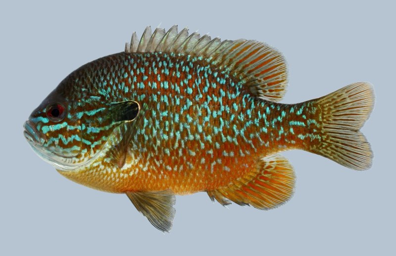Lepomis megalotis