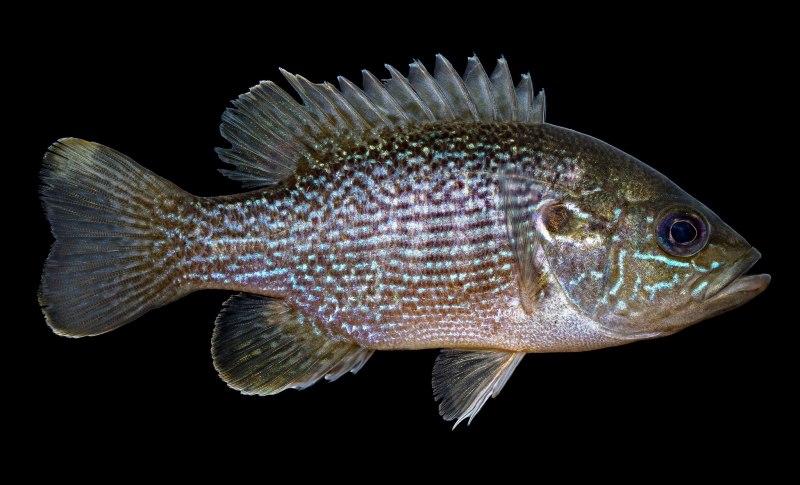 Lepomis cyanellus