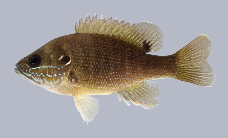Lepomis cyanellus