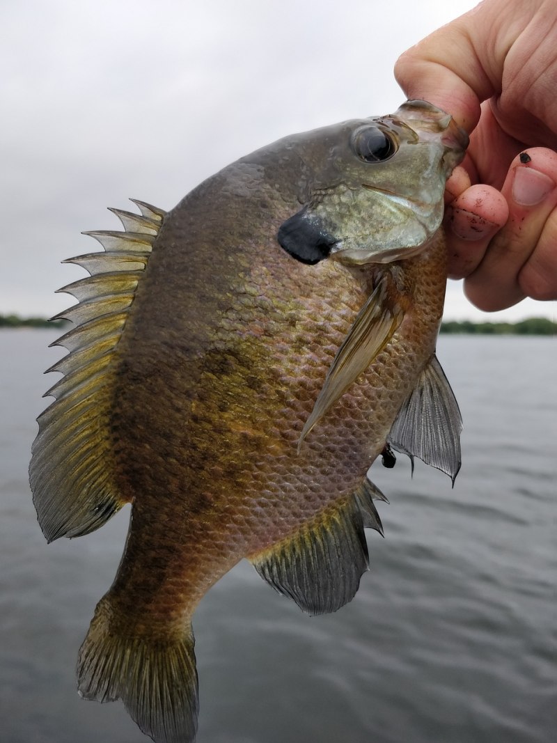 Sunfish рыба