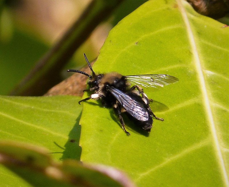 Melecta albifrons