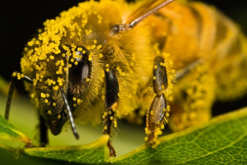 Пчелиная пыльца (Bee pollen)