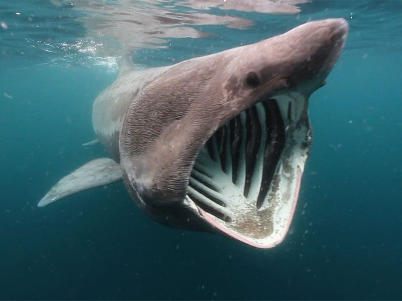 Гигантская акула Cetorhinus Maximus