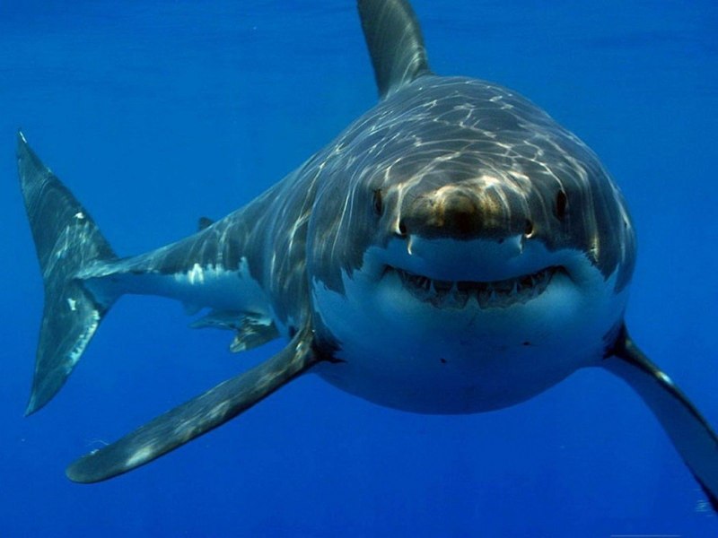 Carcharodon carcharias