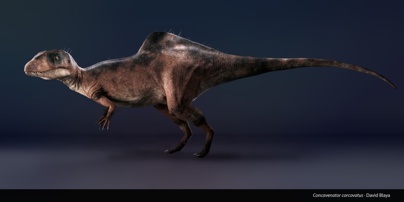 Динозавр Concavenator corcovatus